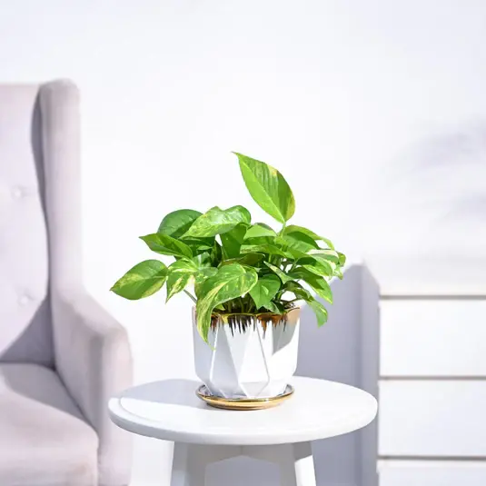 Money Plant Variegated