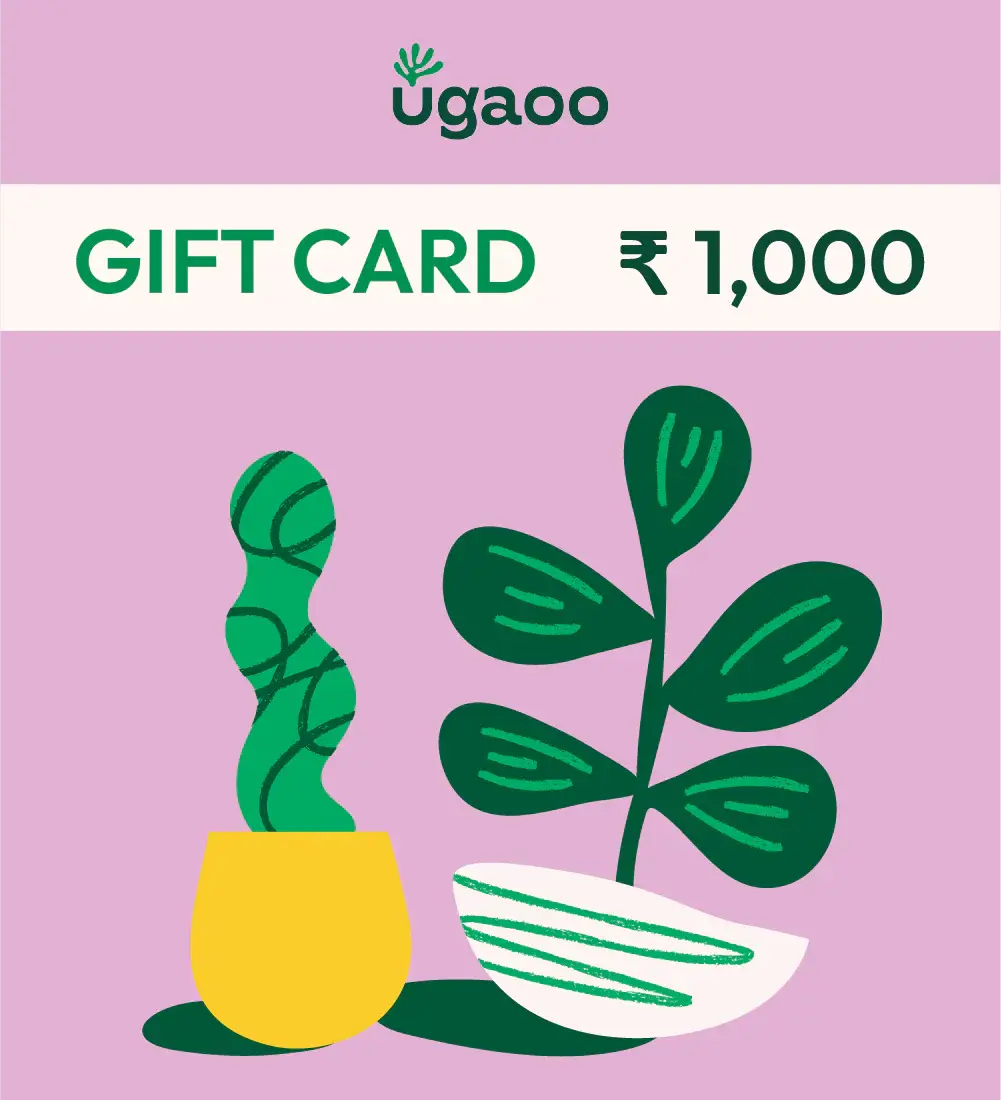 E-Gift Card