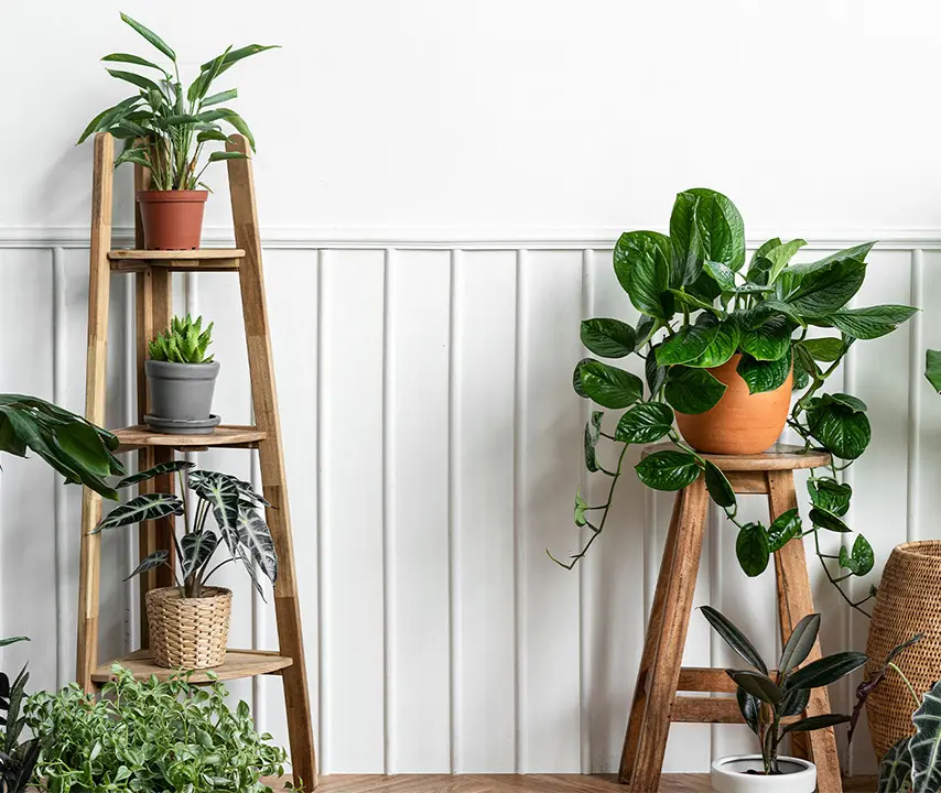 How Indoor Plants Can Boost Your Productivity – The Science Behind It