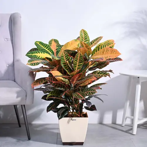 Croton Petra XL