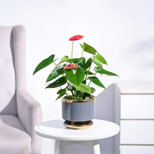 Anthurium Red Plant