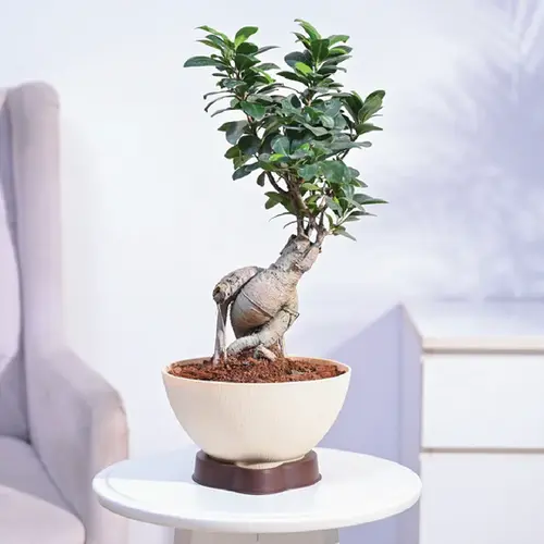 Ficus Bonsai Plant