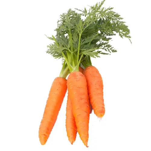 Farm Fresh Carrot