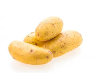 Potato