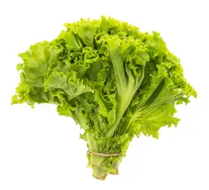 Green Lettuce