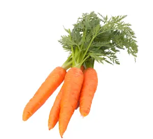 Carrot