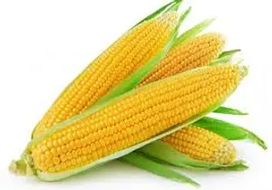OV-SWEET CORN